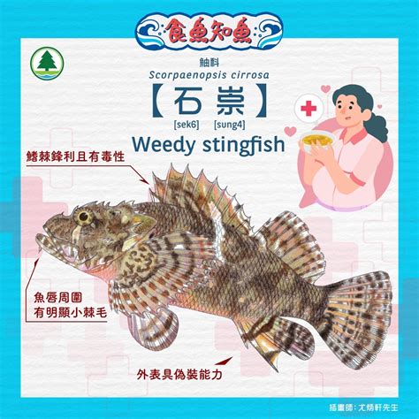 石崇魚禁忌|石崇魚｜剖腹產後恩物？中醫解答石崇魚的迷